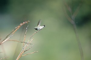 Hummingbird, Calliope, 2005-06041714 Boise ID area